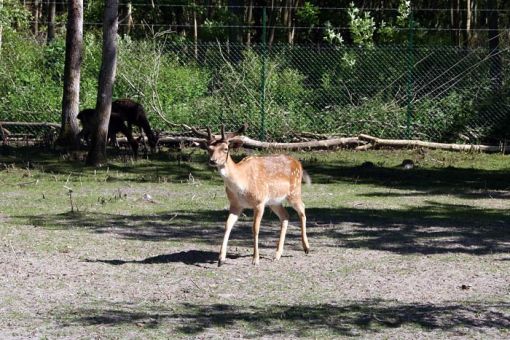 Łeba Park - Jurajski Park Dinozaurów